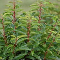 PRUNUS lusitanica PRUNUS lusitanica