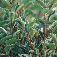 PRUNUS lusitanica variegata PRUNUS lusitanica variegata