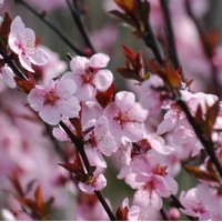 Prunus persica Spring glow Prunus persica Spring glow