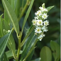 PRUNUS laurocerasus otto luyken PRUNUS laurocerasus otto luyken