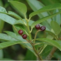 PRUNUS laurocerasus caucasica PRUNUS laurocerasus caucasica