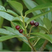 PRUNUS laurocerasus caucasica