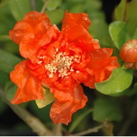 PUNICA granatum maxima rubra PUNICA granatum maxima rubra