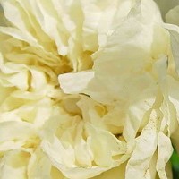 PUNICA granatum luteum plenum PUNICA granatum luteum plenum