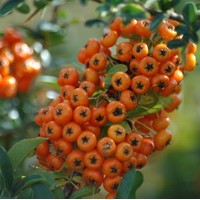 PYRACANTHA orange glow PYRACANTHA orange glow