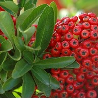 PYRACANTHA ventoux red PYRACANTHA ventoux red