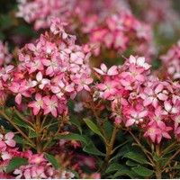 RAPHIOLEPSIS coates grimson RAPHIOLEPSIS coates grimson