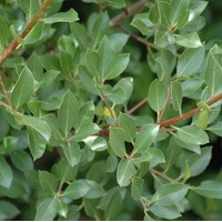 Rhamnus alaternus vert Rhamnus alaternus vert