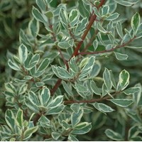 Rhamnus alaternus argenteo variegata Rhamnus alaternus argenteo variegata