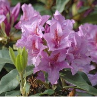 RHODODENDRON mauve RHODODENDRON mauve
