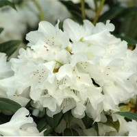 RHODODENDRON blanc RHODODENDRON blanc