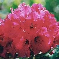 RHODODENDRON rouge RHODODENDRON rouge