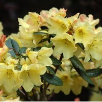 RHODODENDRON jaune RHODODENDRON jaune