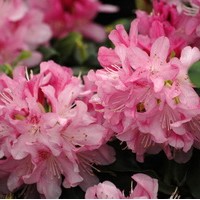 RHODODENDRON rose RHODODENDRON rose