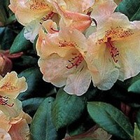 RHODODENDRON orangé RHODODENDRON orangé