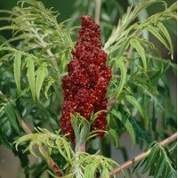 Rhus typhina Rhus typhina