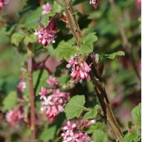 RIBES sanguinea pulborough scarlet RIBES sanguinea pulborough scarlet