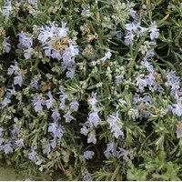 ROSMARINUS officinalis pointe du raz 