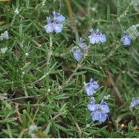 ROSMARINUS officinalis corsian blue