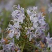 ROSMARINUS officinalis prostatus