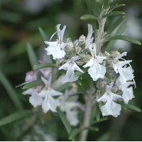 ROSMARINUS officinalis ROSMARINUS officinalis