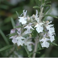 ROSMARINUS officinalis