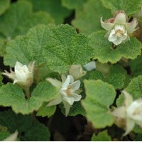 RUBUS californica RUBUS californica