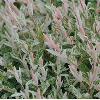 SALIX integra hakuro nishiki SALIX integra hakuro nishiki