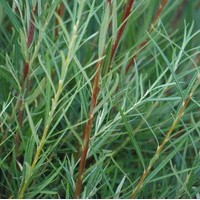 SALIX rosmarinifolia SALIX rosmarinifolia