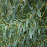 SALIX viminalis SALIX viminalis