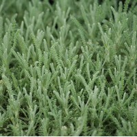 SANTOLINA chamaecyparissus SANTOLINA chamaecyparissus