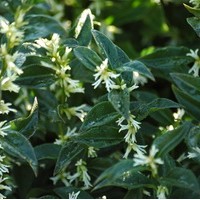 SARCOCOCCA confusa SARCOCOCCA confusa
