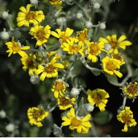 SENECIO sunshine Greyii SENECIO sunshine Greyii