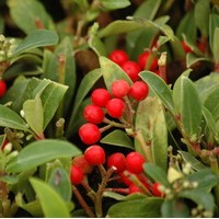 SKIMMIA reevesiana SKIMMIA reevesiana