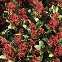 SKIMMIA japonica rubella SKIMMIA japonica rubella