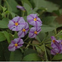 SOLANUM rantonneti SOLANUM rantonneti