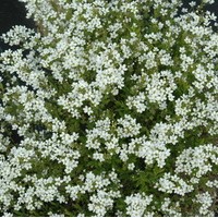 SPIRAEA thunbergeii SPIRAEA thunbergeii