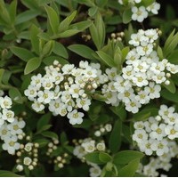 SPIRAEA Arguta SPIRAEA Arguta