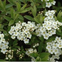 SPIRAEA Arguta