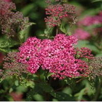 SPIRAEA Anthony Waterer SPIRAEA Anthony Waterer
