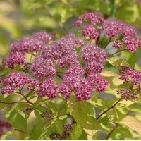 SPIRAEA japonica gold flame SPIRAEA japonica gold flame