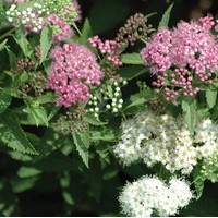 SPIRAEA japonica shirobana SPIRAEA japonica shirobana