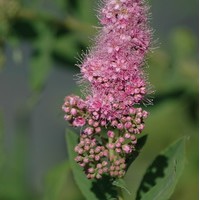 SPIRAEA biliardii SPIRAEA biliardii
