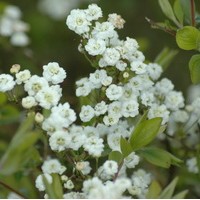SPIRAEA prunifolia SPIRAEA prunifolia