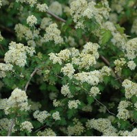 STEPHANANDRA incisa crispa STEPHANANDRA incisa crispa
